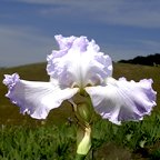 Silver Fizz - tall bearded Iris