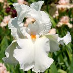 Silver Fox - tall bearded Iris