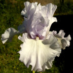 Silverado - tall bearded Iris