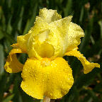 Sing Again - Intermediate bearded Iris