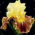 Sings with Frogs - tall bearded Iris