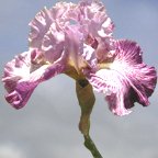 Skipalong - tall bearded Iris