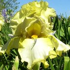 Sky Hooks - reblooming tall bearded Iris