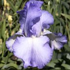 Sky Search - fragrant tall bearded Iris