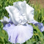 Skylark's Song - fragrant tall bearded Iris