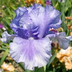 Skywalker - fragrant tall bearded Iris