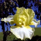 Slam Dunk - Intermediate bearded Iris