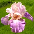 Slapstick - reblooming tall bearded Iris