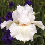 Sly Fox - reblooming tall bearded Iris