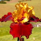 Smart Move - fragrant tall bearded Iris