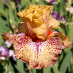Sneezy - fragrant reblooming tall bearded Iris