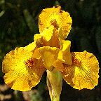 Snickers - fragrant SDB Standard Dwarf Bearded
