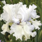 Snow Shoes - fragrant tall bearded Iris