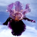 So Fine - fragrant reblooming tall bearded Iris