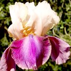 So Fresh - tall bearded Iris
