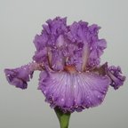 Social Graces - fragrant tall bearded Iris