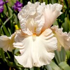 Society Page - tall bearded Iris