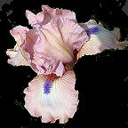 Softly - fragrant Intermediate bearded Iris
