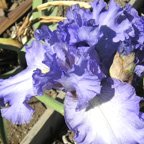 Sonata in Blue - fragrant reblooming tall bearded Iris