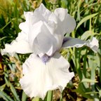 Song of Norway - tall bearded Iris