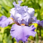 Song of Spring - tall bearded Iris