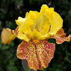 Sonoran Sands - Intermediate bearded Iris