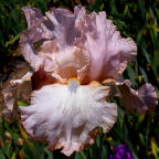 Sophistication - tall bearded Iris