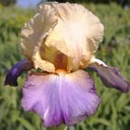 Sostenique - tall bearded Iris
