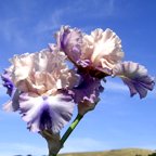 Sotto Voce - tall bearded Iris