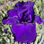 Space Viking - tall bearded Iris