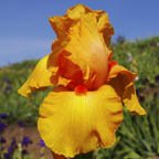 Spanish Fireball - fragrant reblooming tall bearded Iris