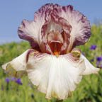 Sparkle Berry - tall bearded Iris