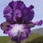 Spatterpaint - reblooming tall bearded Iris