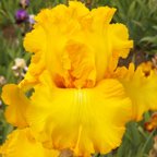 Speculator - reblooming tall bearded Iris
