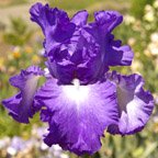 Speeding Again - fragrant reblooming tall bearded Iris