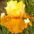 Spiced Custard - reblooming tall bearded Iris