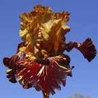 Spiced Tiger - fragrant reblooming tall bearded Iris
