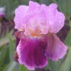 Spin-Off - tall bearded Iris