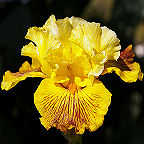 Spiral Galaxy - tall bearded Iris