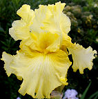 Spirit of Fiji - reblooming tall bearded Iris