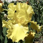 Spirit of Memphis - reblooming tall bearded Iris