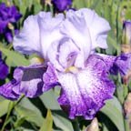 Splashacata - tall bearded Iris