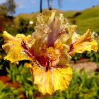 Splat - fragrant Intermediate bearded Iris