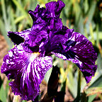 Splatter Matter - fragrant tall bearded Iris