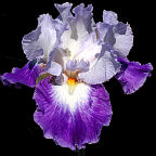 Spot On - fragrant tall bearded Iris