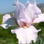 Spring Pastel - fragrant Border bearded Iris