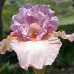 Spring Tidings - tall bearded Iris