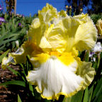 Spuds and Butter - tall bearded Iris