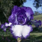 Square Dance - tall bearded Iris