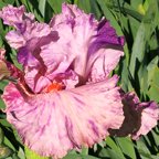 Squid Squirt - fragrant tall bearded Iris